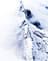 Shikhar Travels Guided expedition to Carstensz Pyramid